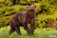 Bild 51
