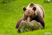 Bild 71